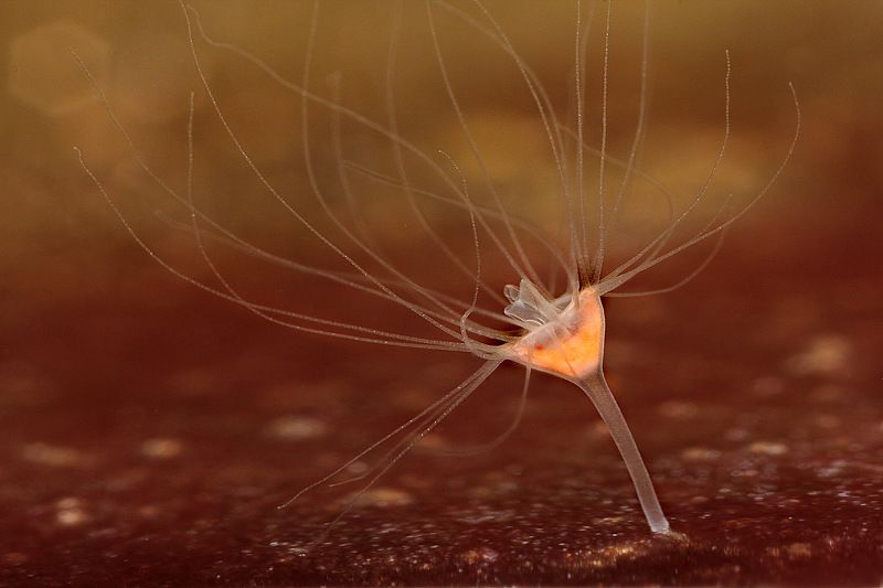 Сцифистома фото превью