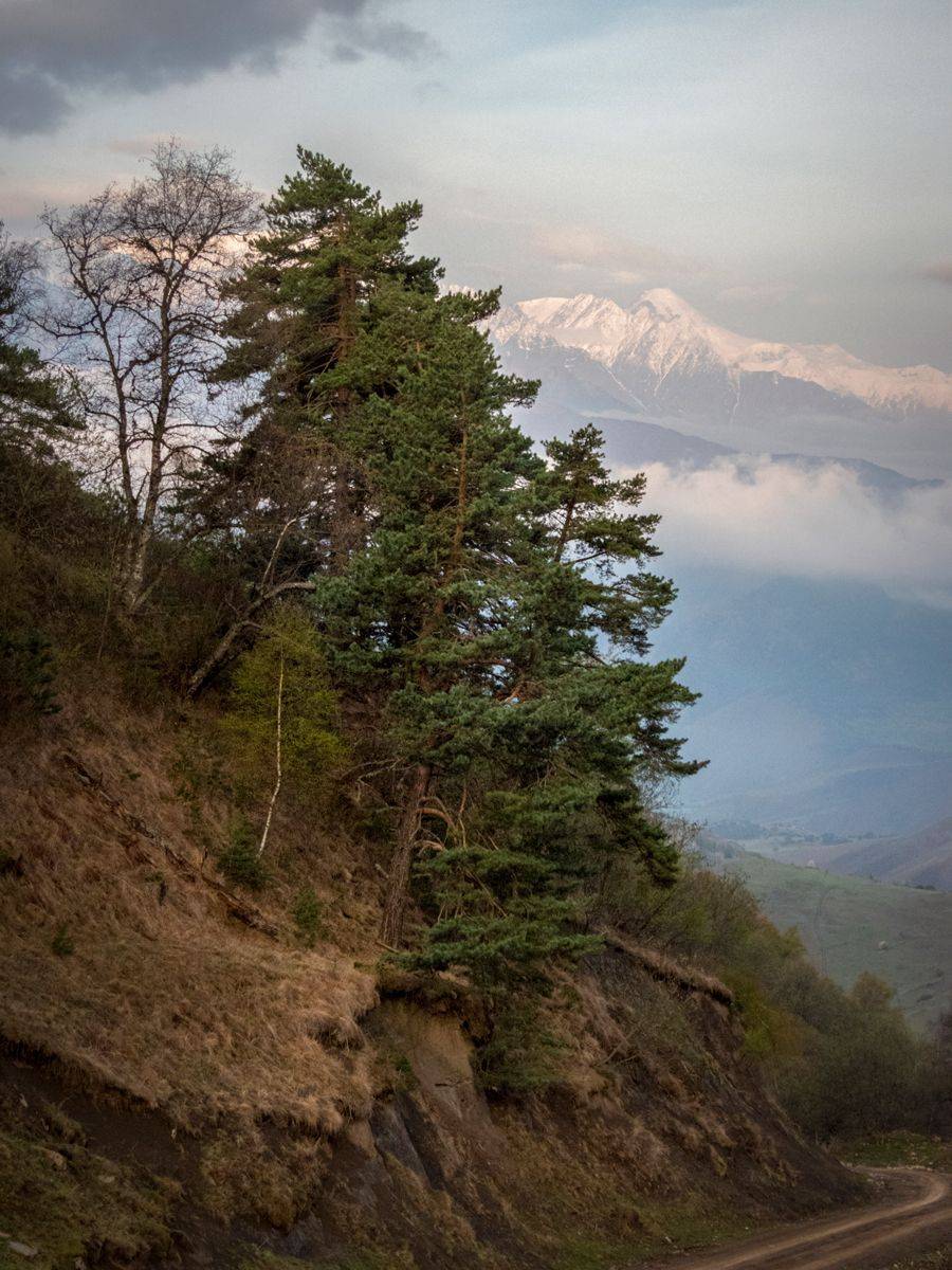 горы, Кавказ, Ингушетия, сосны, Лесина Елена