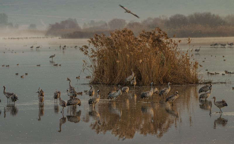 Журавли фото превью