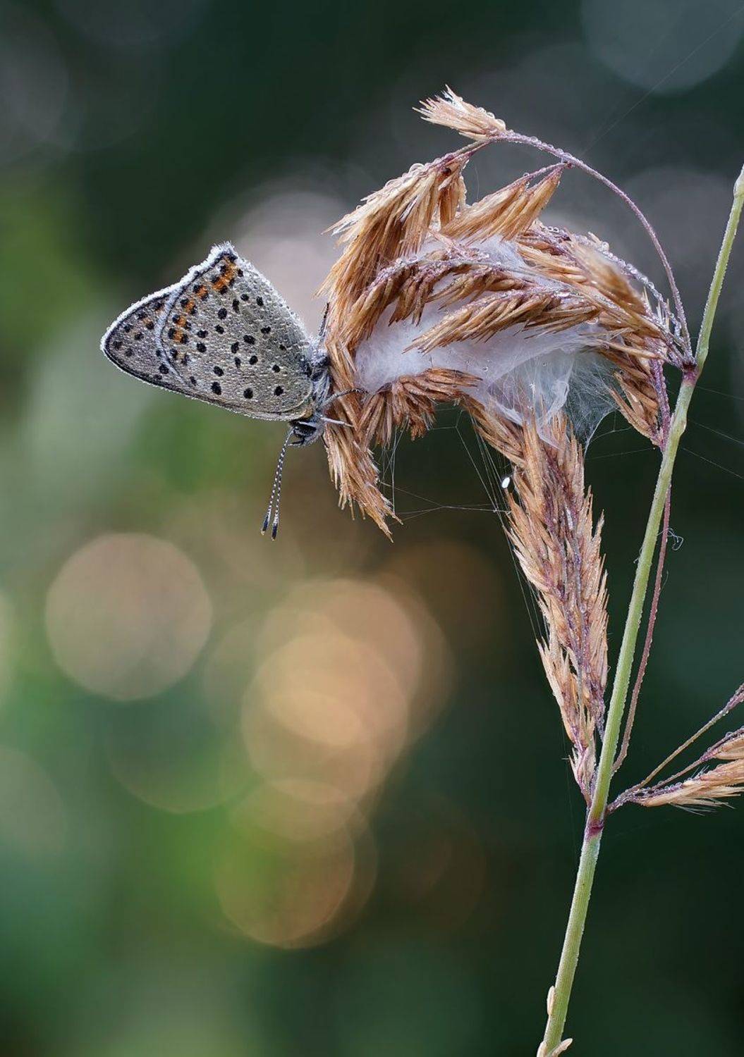 , Чепленко Алексей