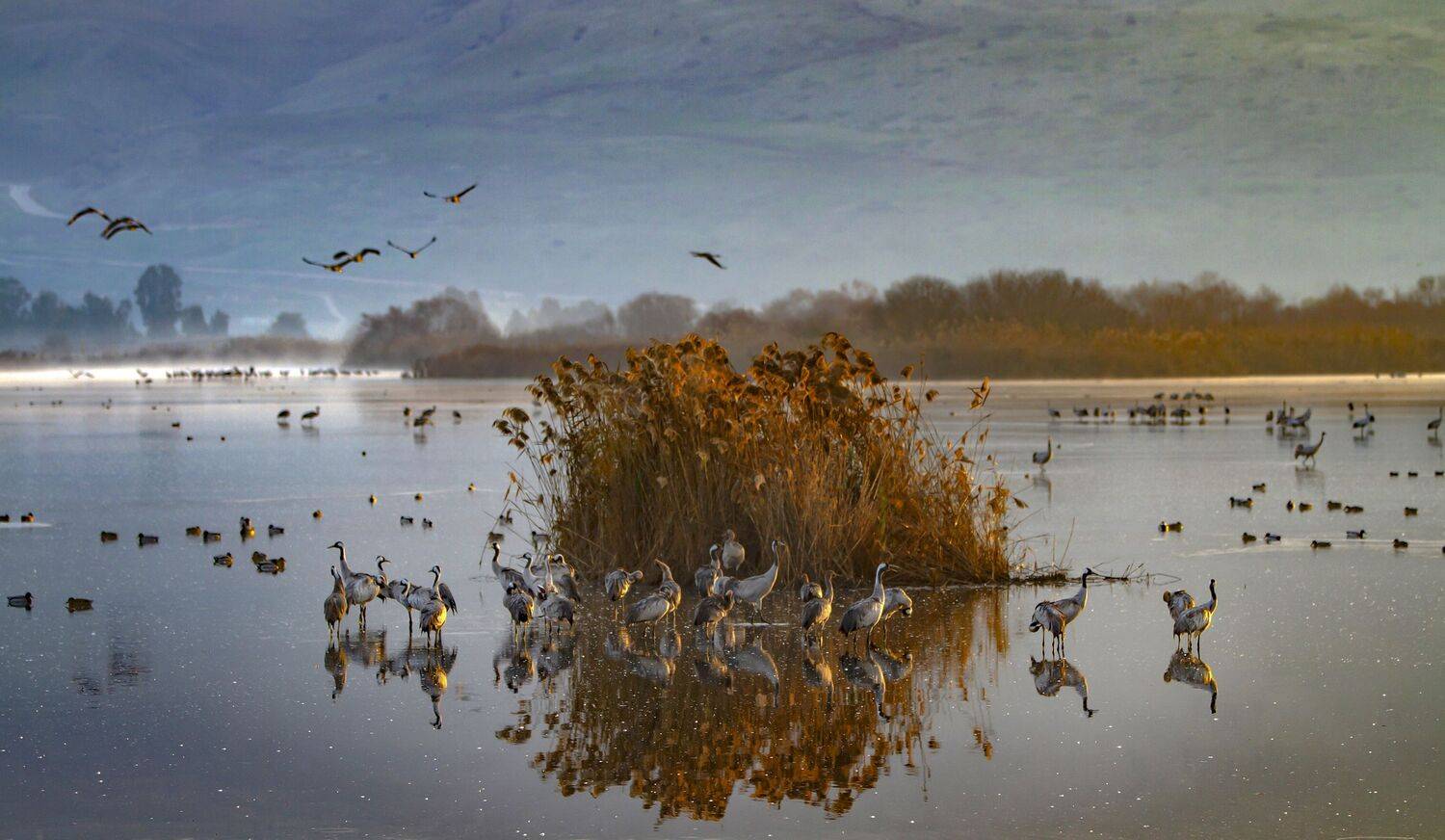 серый журавль,туман,заповедник хула,израиль, Валентина Булкина