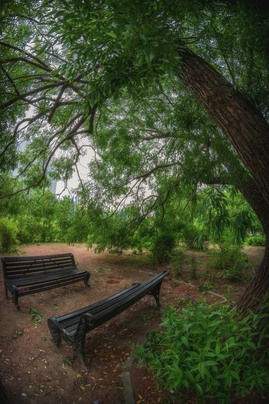 Убежище под старой ивой фото превью