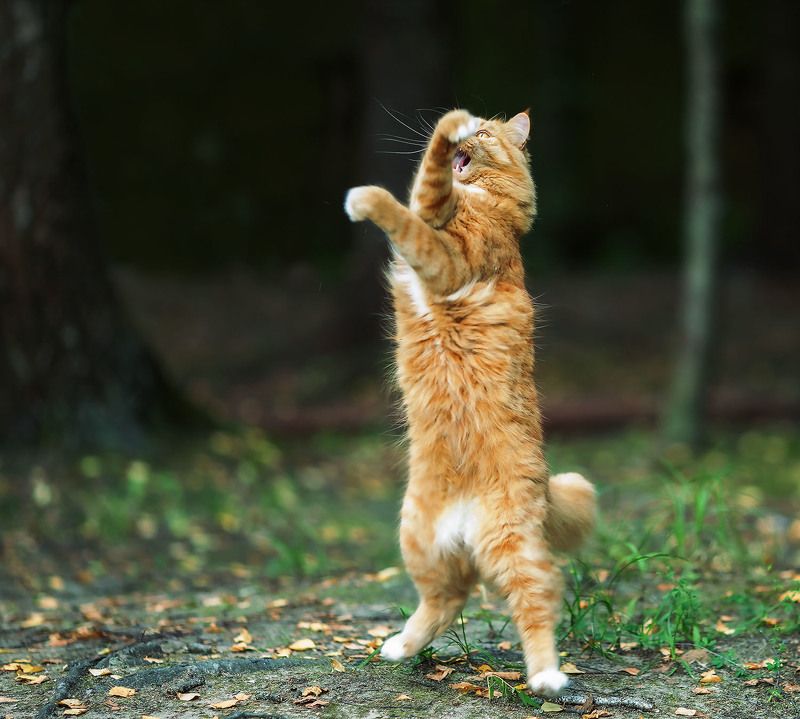 кот, рыжий, красавец,охота, движение,cat, movement, hunter, sport, nature Кот-боксёр фото превью