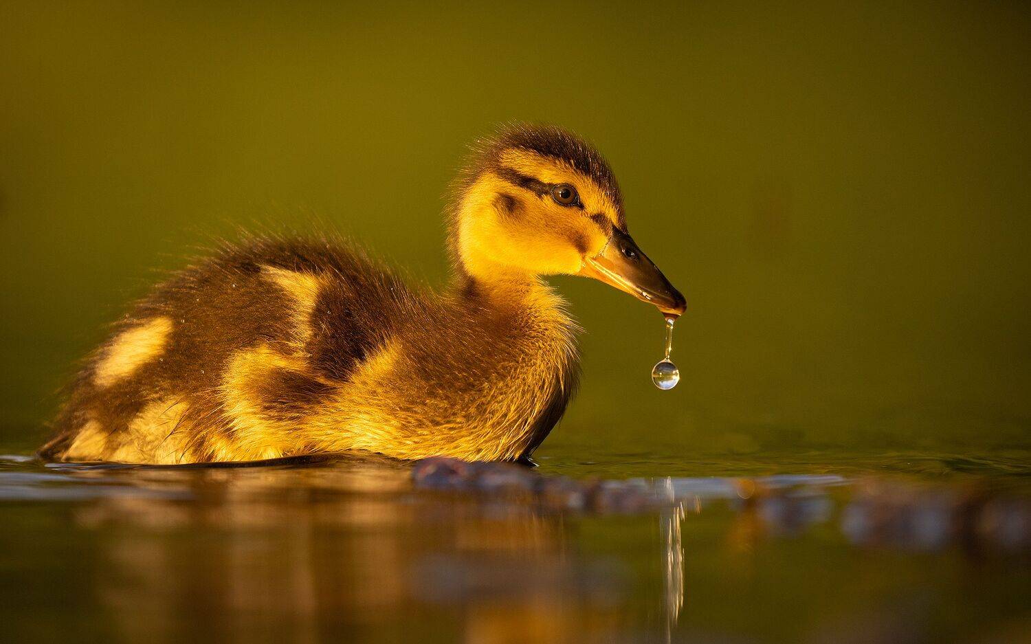 , Robert Adamec