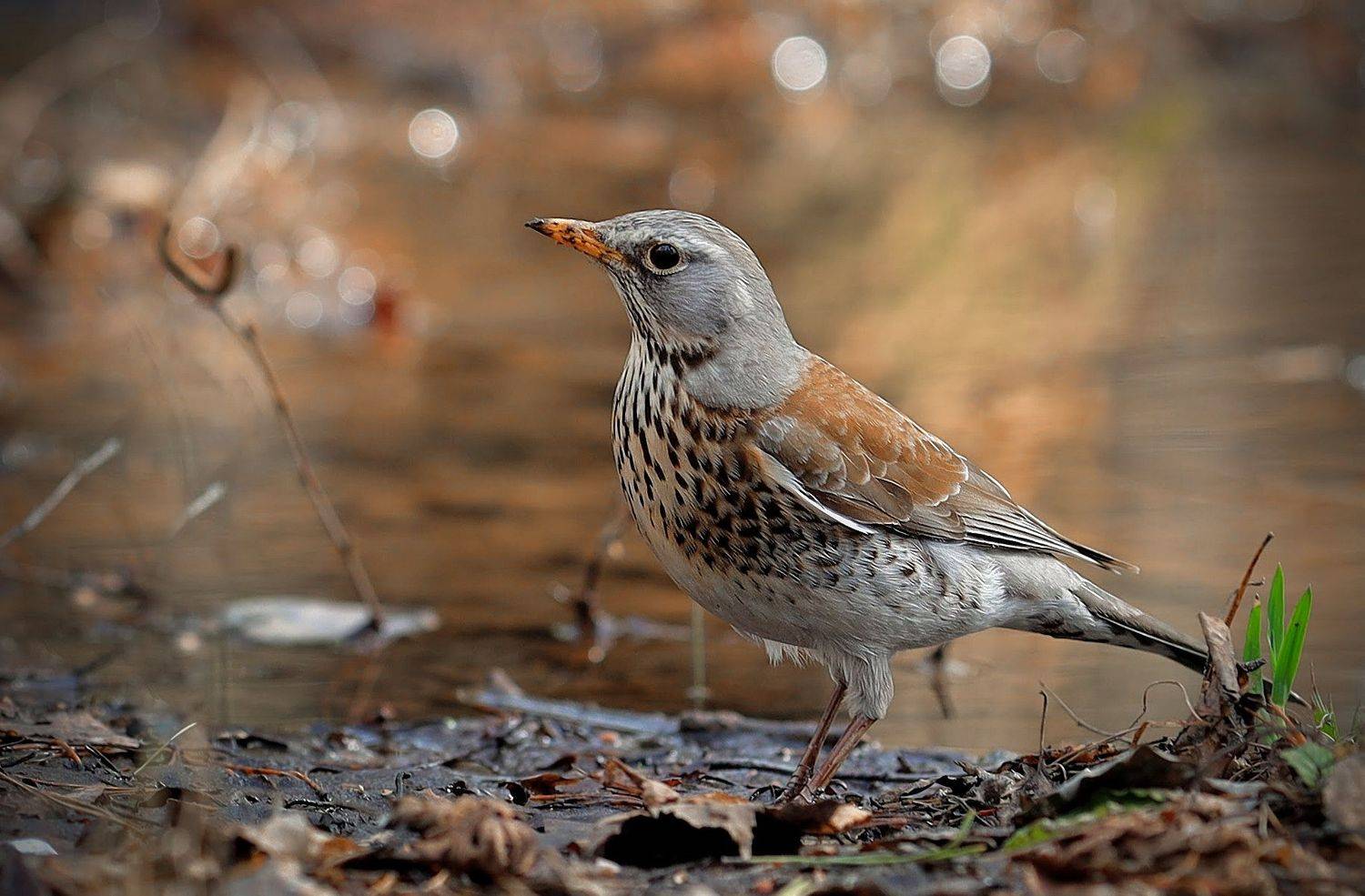 дрозд птичка птица, Mikhail Khmelevskiy