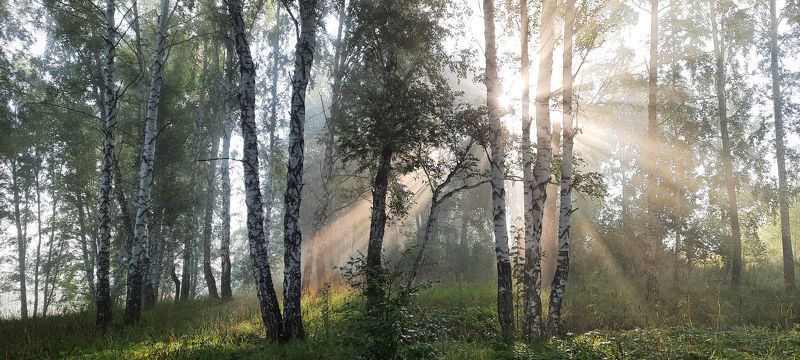 Приближается осень. Опускается туман. фото превью