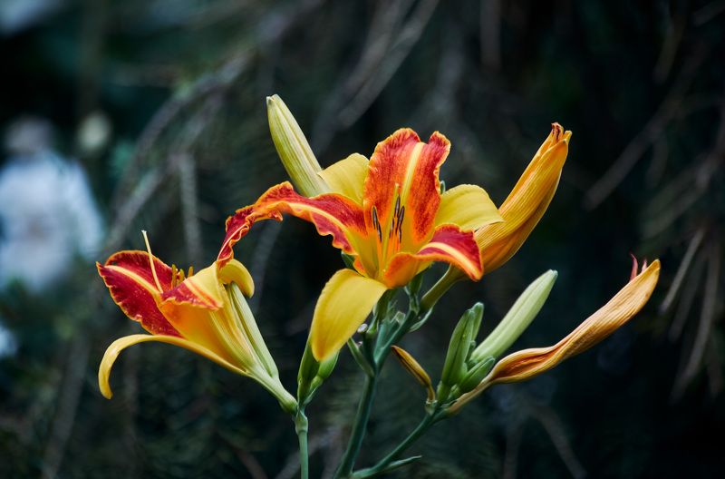 Лилейник… Мой сад. Москва фото превью