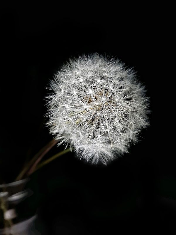 Одуванчики Одуванчики фото превью