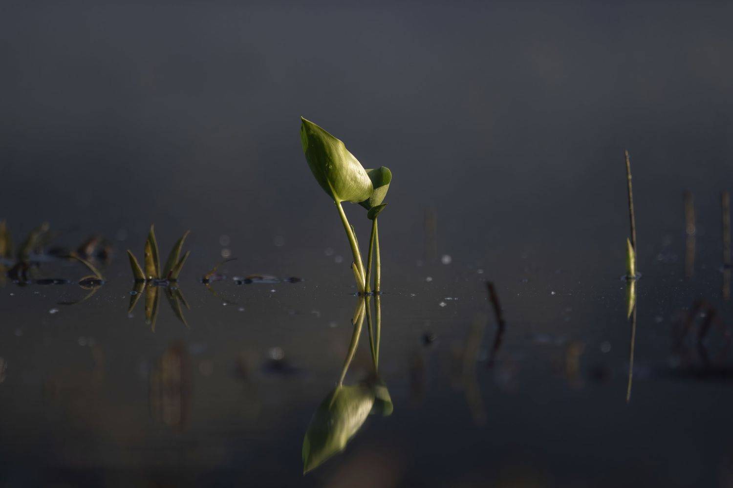 , Калиногорский Юрий