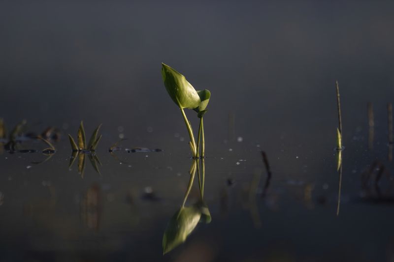 Возрождение фото превью