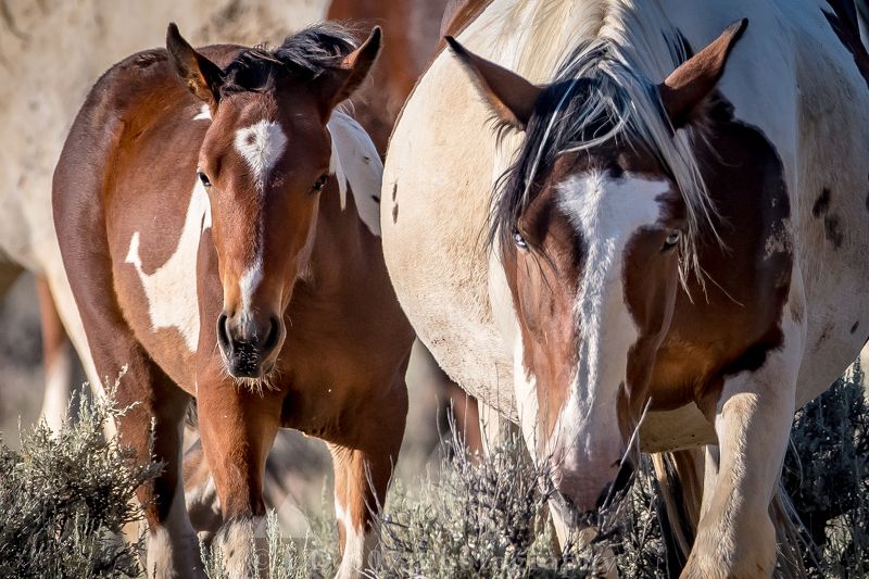 Mother & Daughter  фото превью