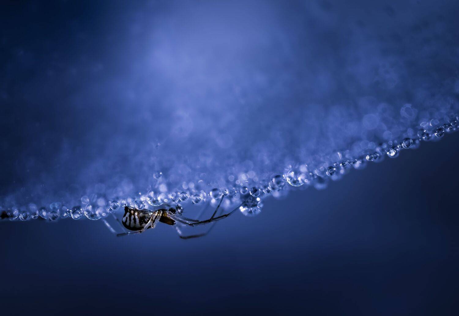 spider, animal, wild, insect, arachnid, leaf, macro, web, night, moon, sunset, night, dark,, Atul Saluja