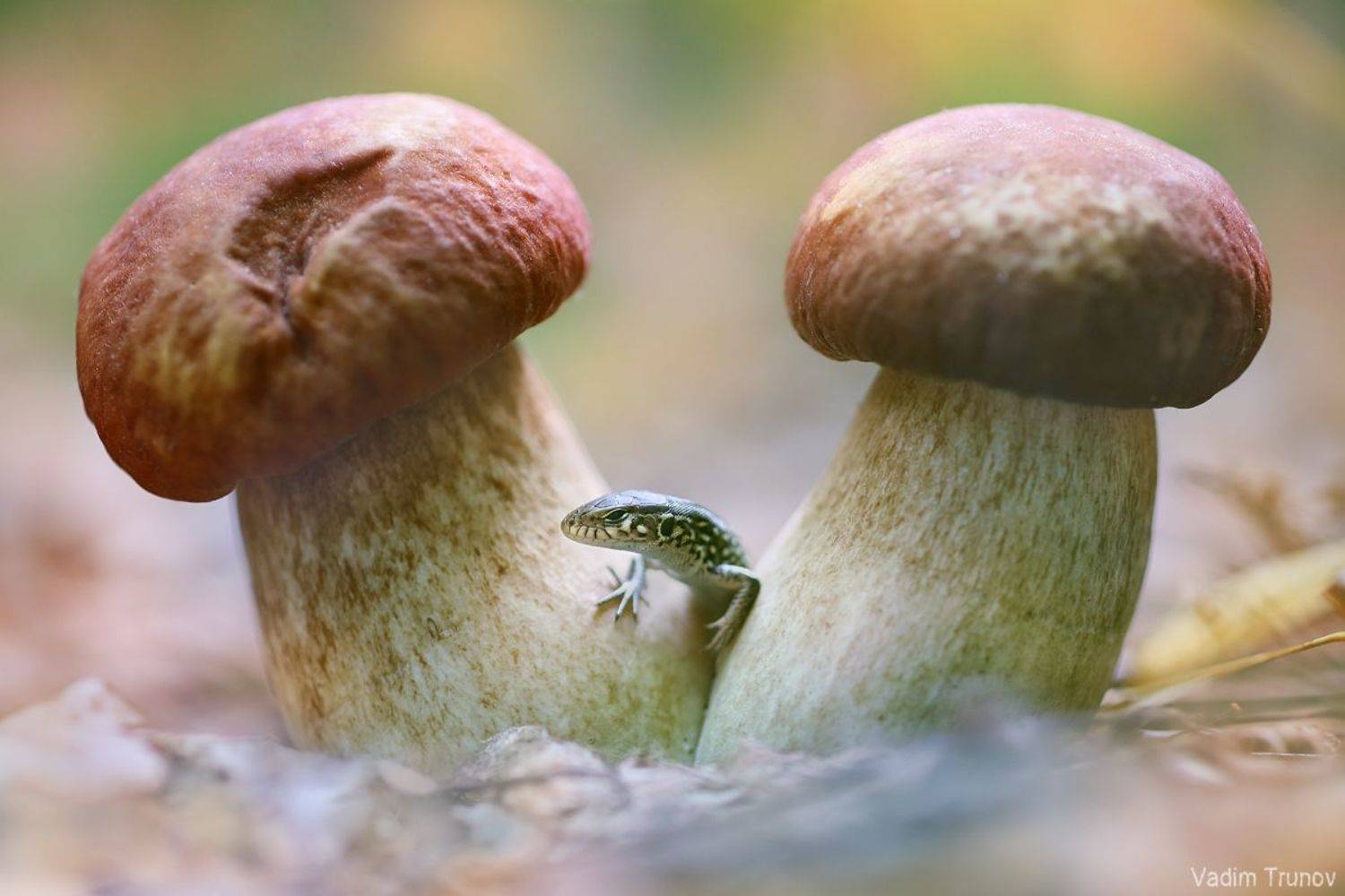 ящерица, lizard, Вадим Трунов