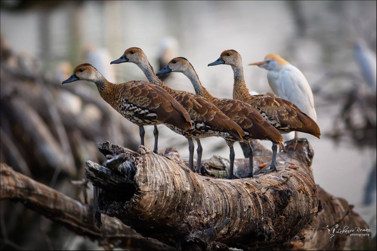 , Лобанов Роман