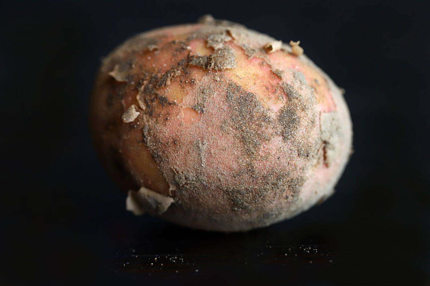 new crop, potato,  sand, black background, DZINTRA REGINA JANSONE