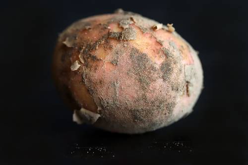 new crop - potato with sand