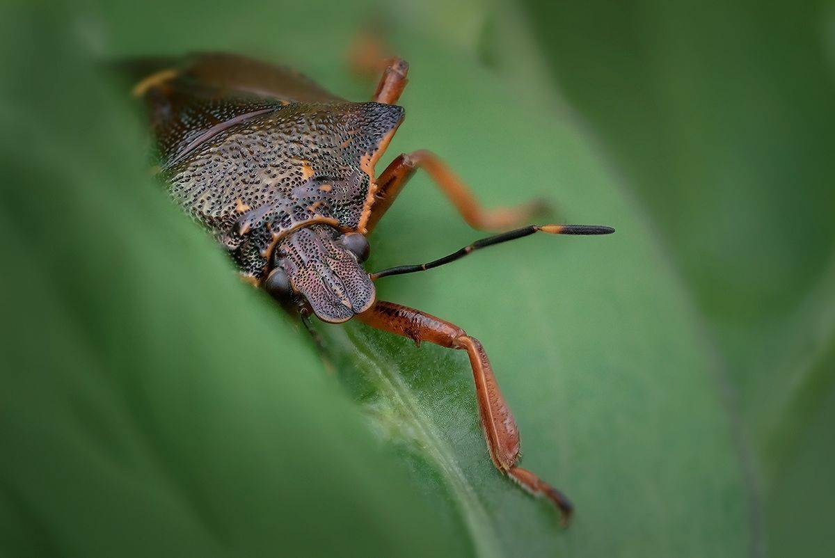 макро, клоп, насекомое, macro, Хилько Марина