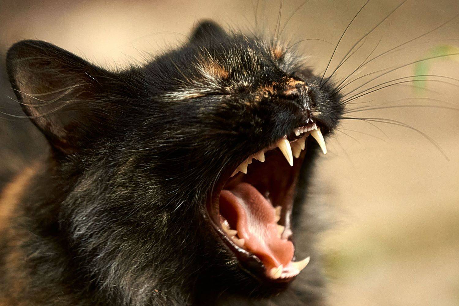 Кот с открытой пастью, Андрей Халемонец