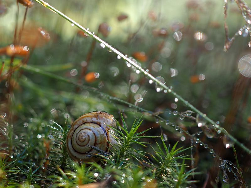 *** фото превью