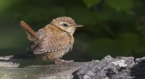 Eurasian wren