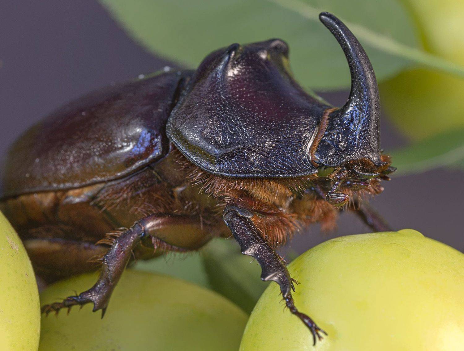 , Анатолий Макоедов