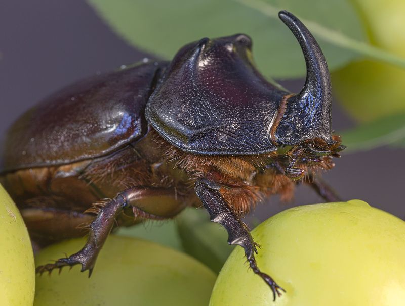 *** фото превью