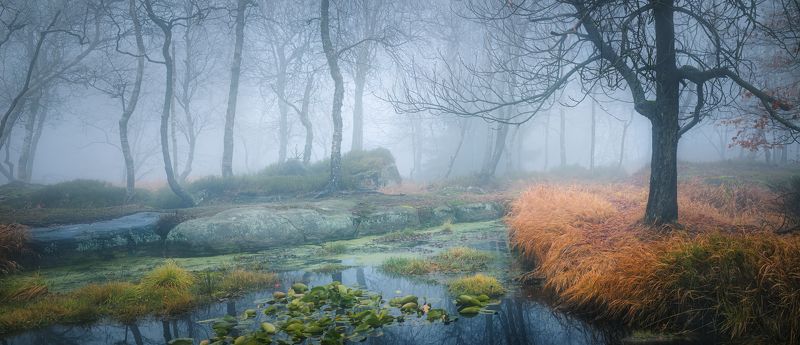 горизонтальный,  нет людей,  на улице, фотография,  природа,  дерево,  туман,  лес,  пейзаж - пейзажи,  осень, растение, красота в природе,  день, живопись, природа, спокойная сцена, спокойствие, лес, ствол дерева, лист Туманы ноября. фото превью