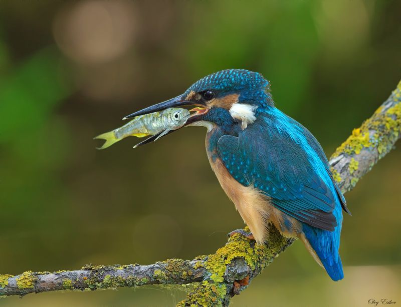 птицы зимородок слетки Рыбачка Соня фото превью