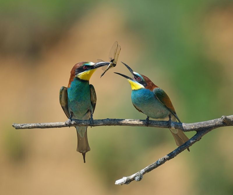 птицы золотистые щурки Дорогая, скажи А-ам фото превью