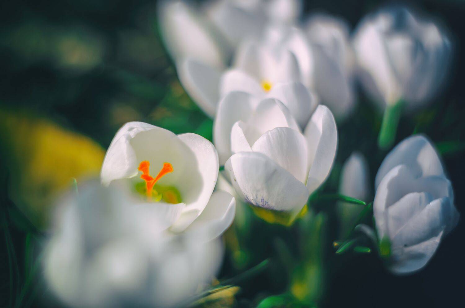 крокусы, цветы, растения, весна, Shadow Anna