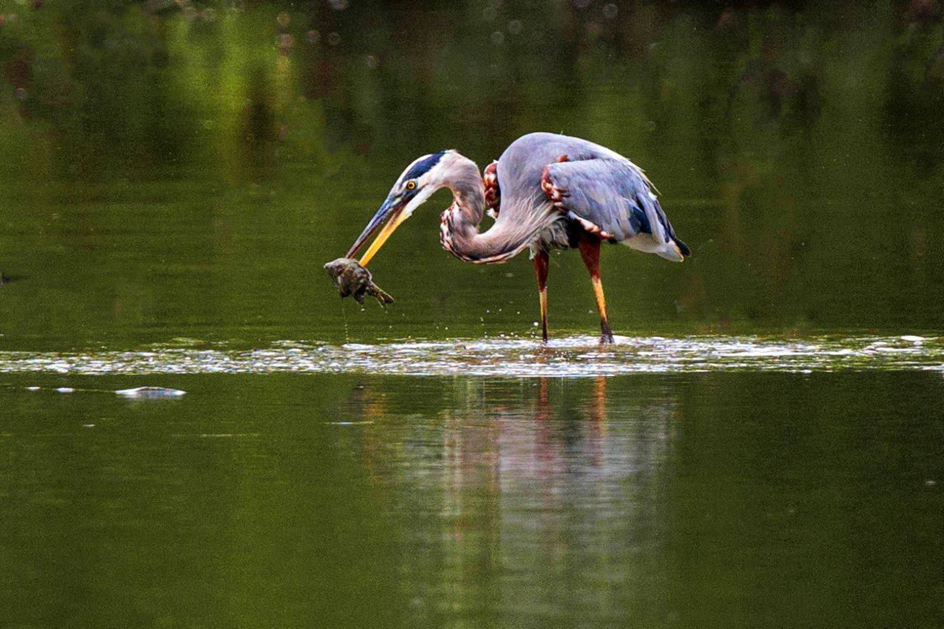 , Леонид Дьяченко