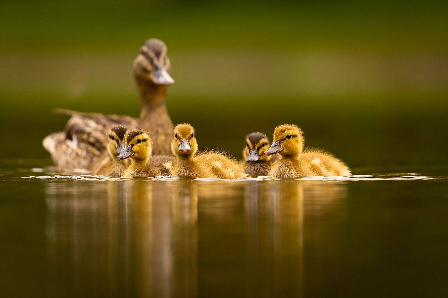 , Robert Adamec