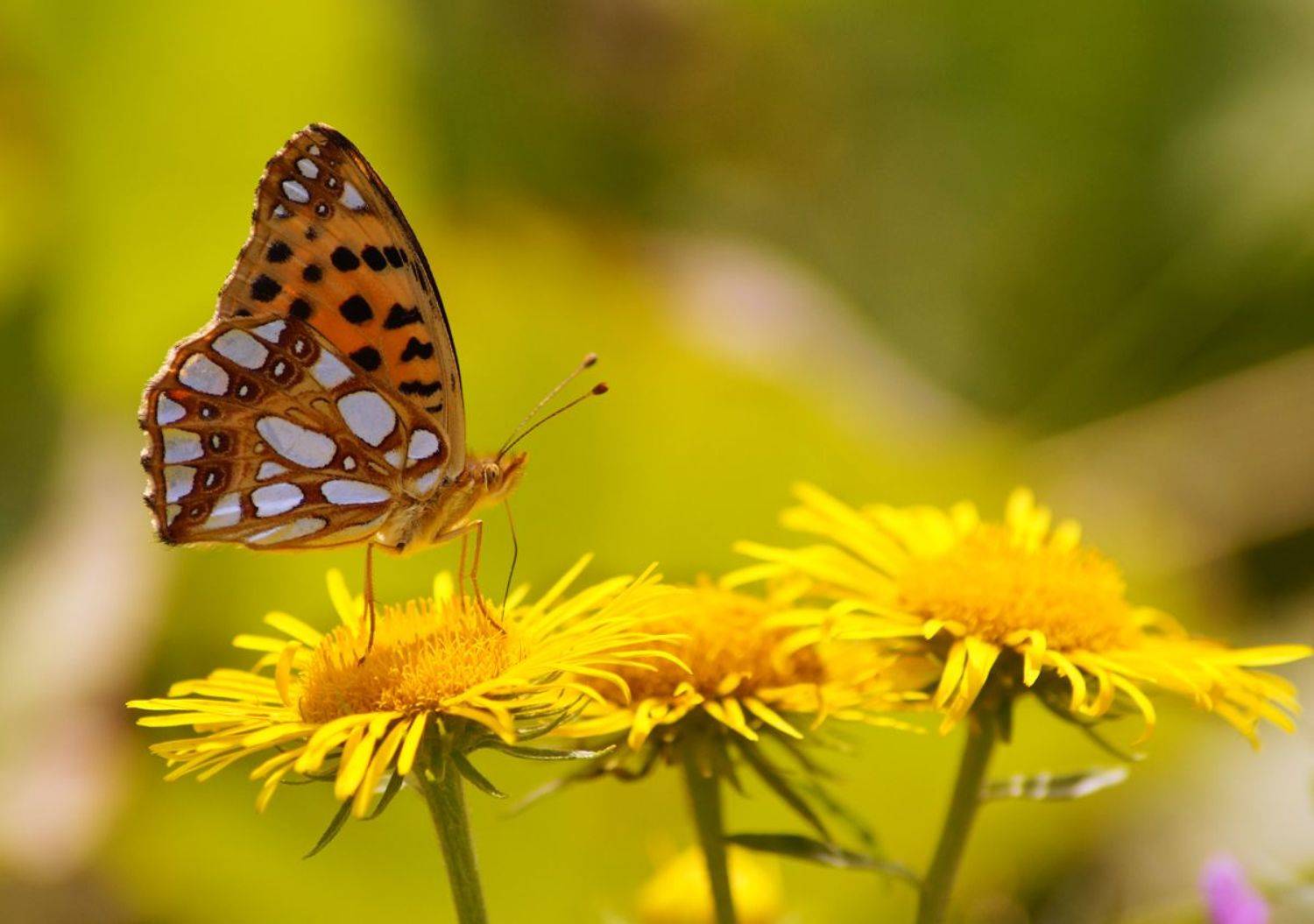 , Чепленко Алексей