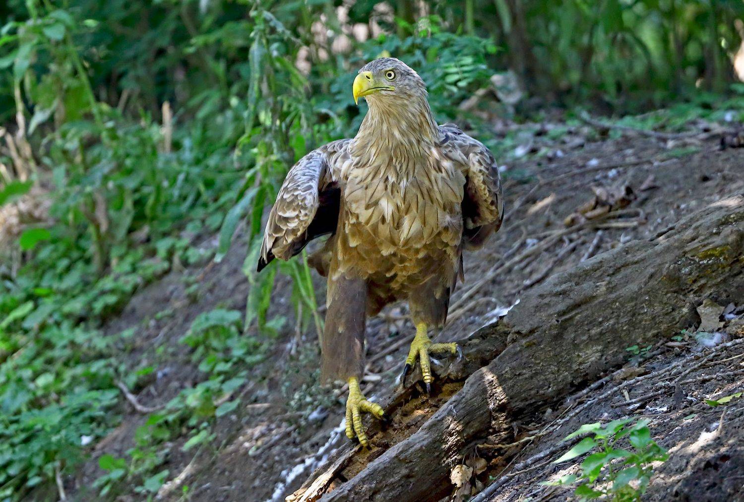 , Александр Гусар