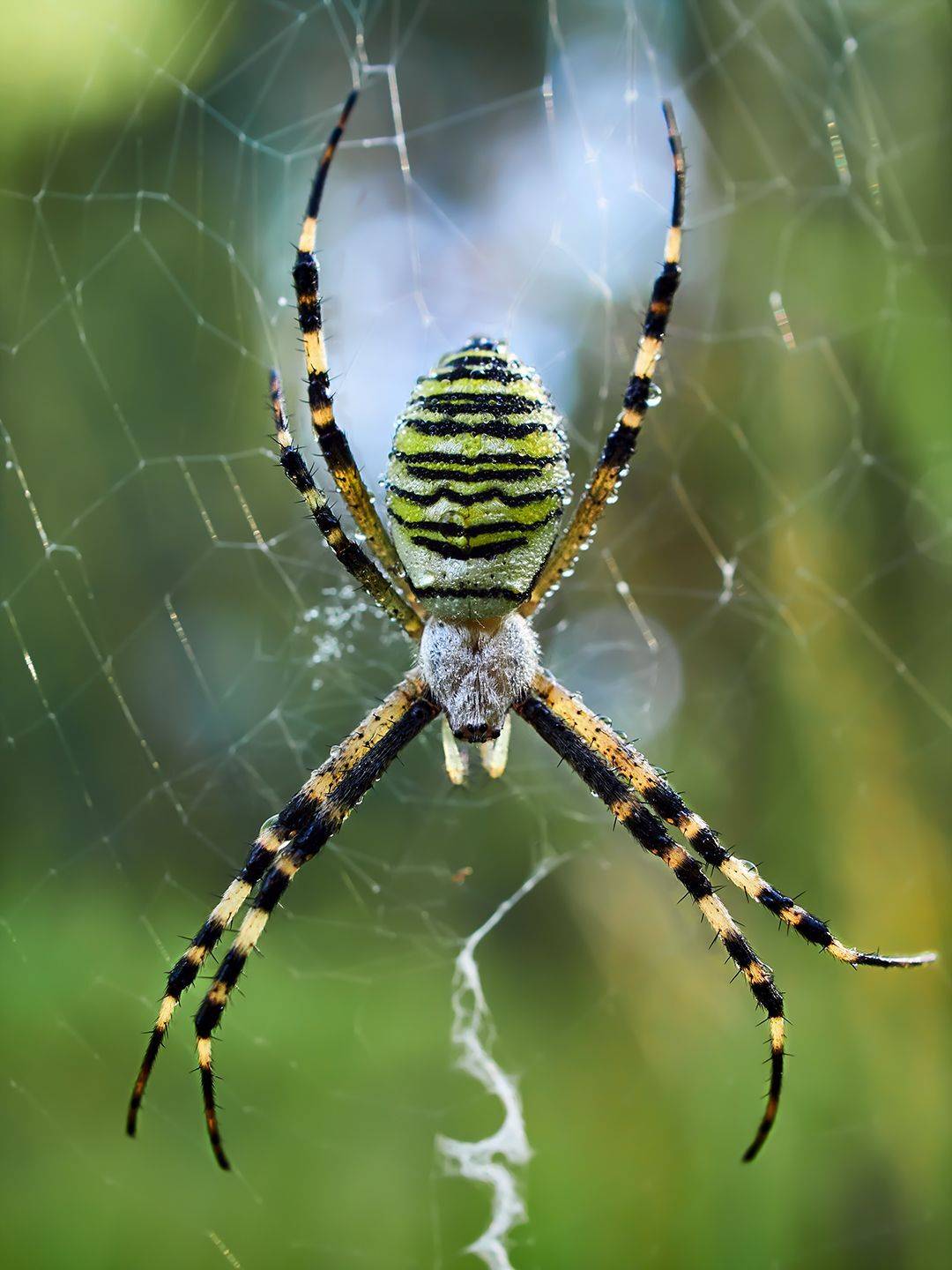 , Калёв Сергей