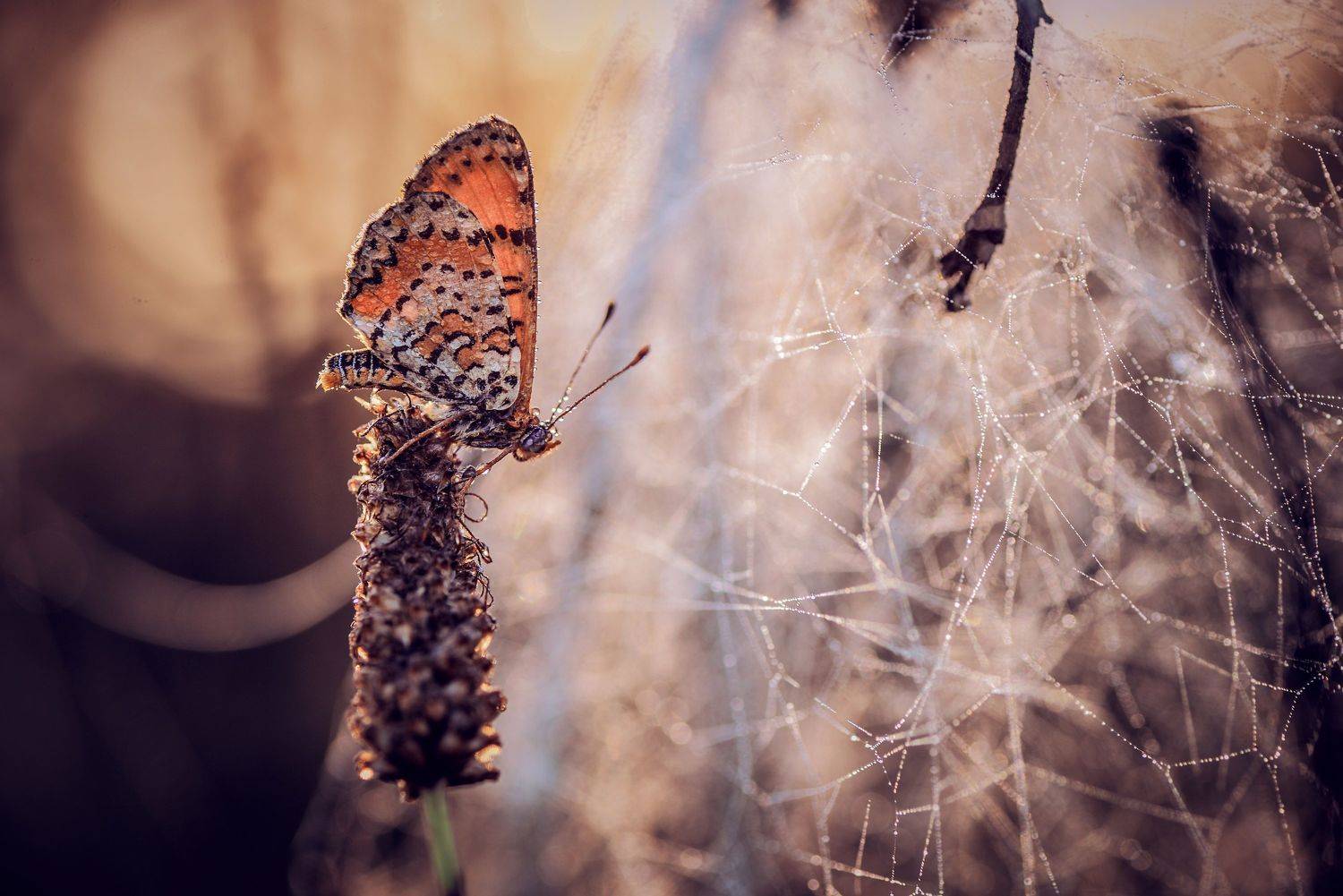, Лапшина Владлена