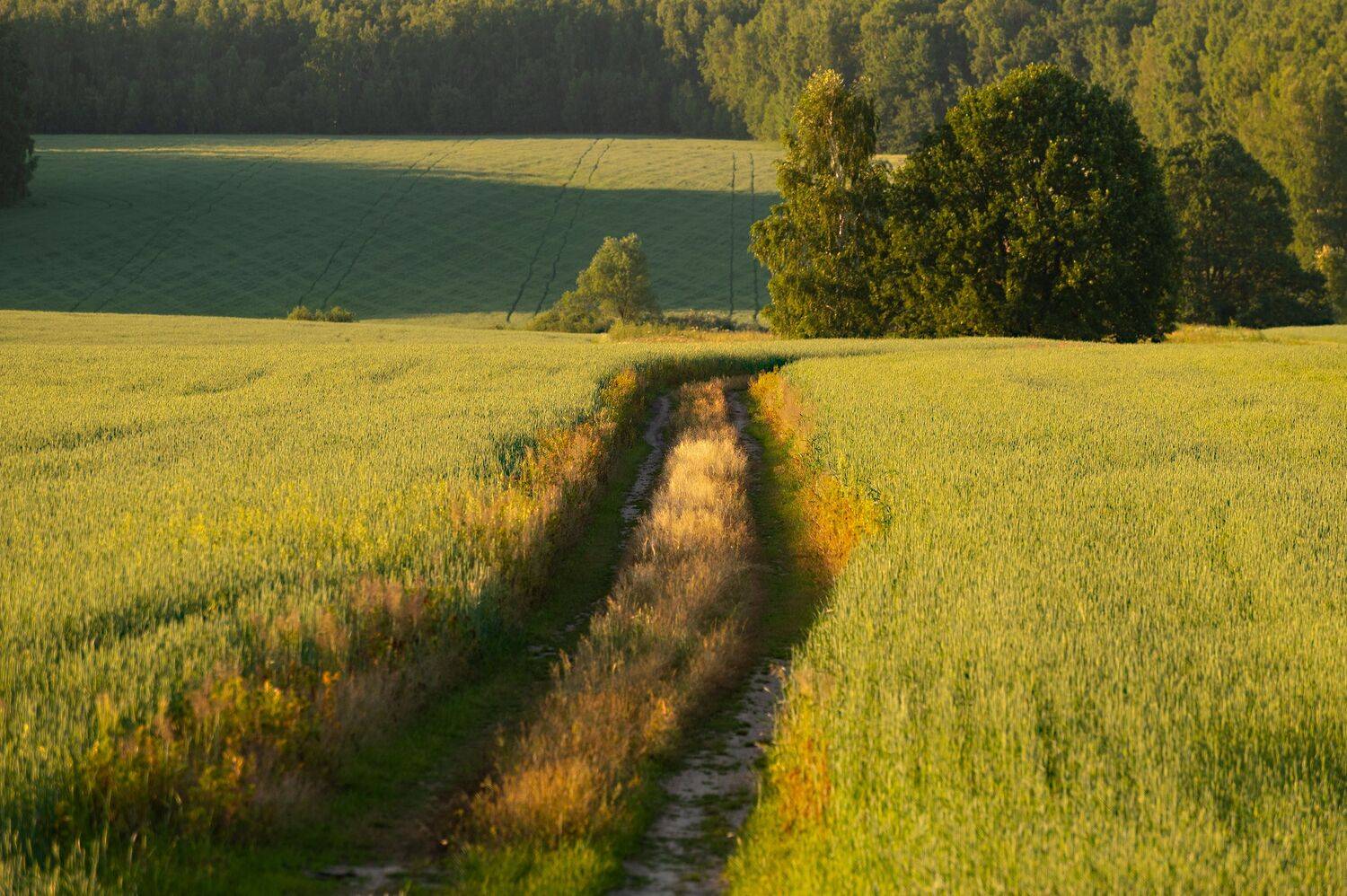 , Виталий Стрельцов