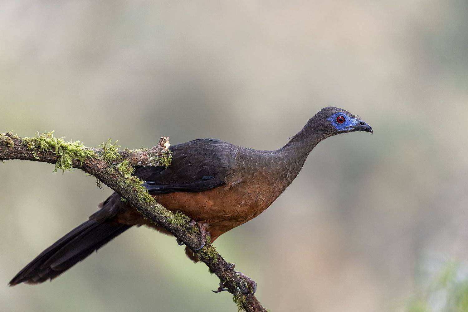 , Burgalin Sequeira Fernando