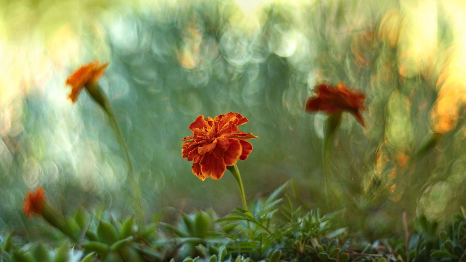 , Эдуард Колобошников