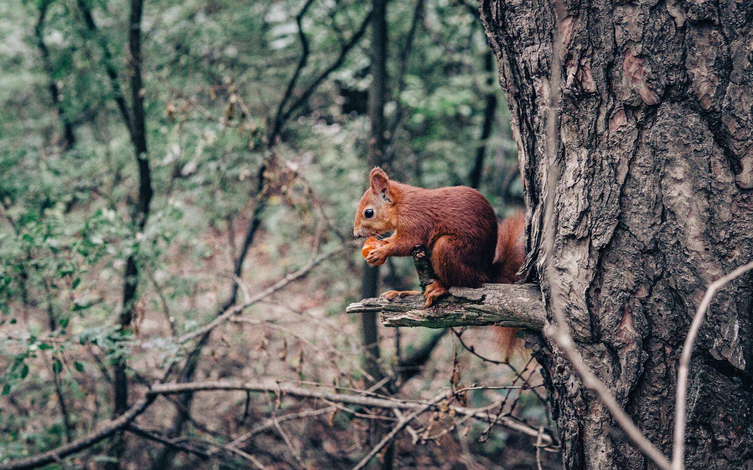 , Юрий Вертиков
