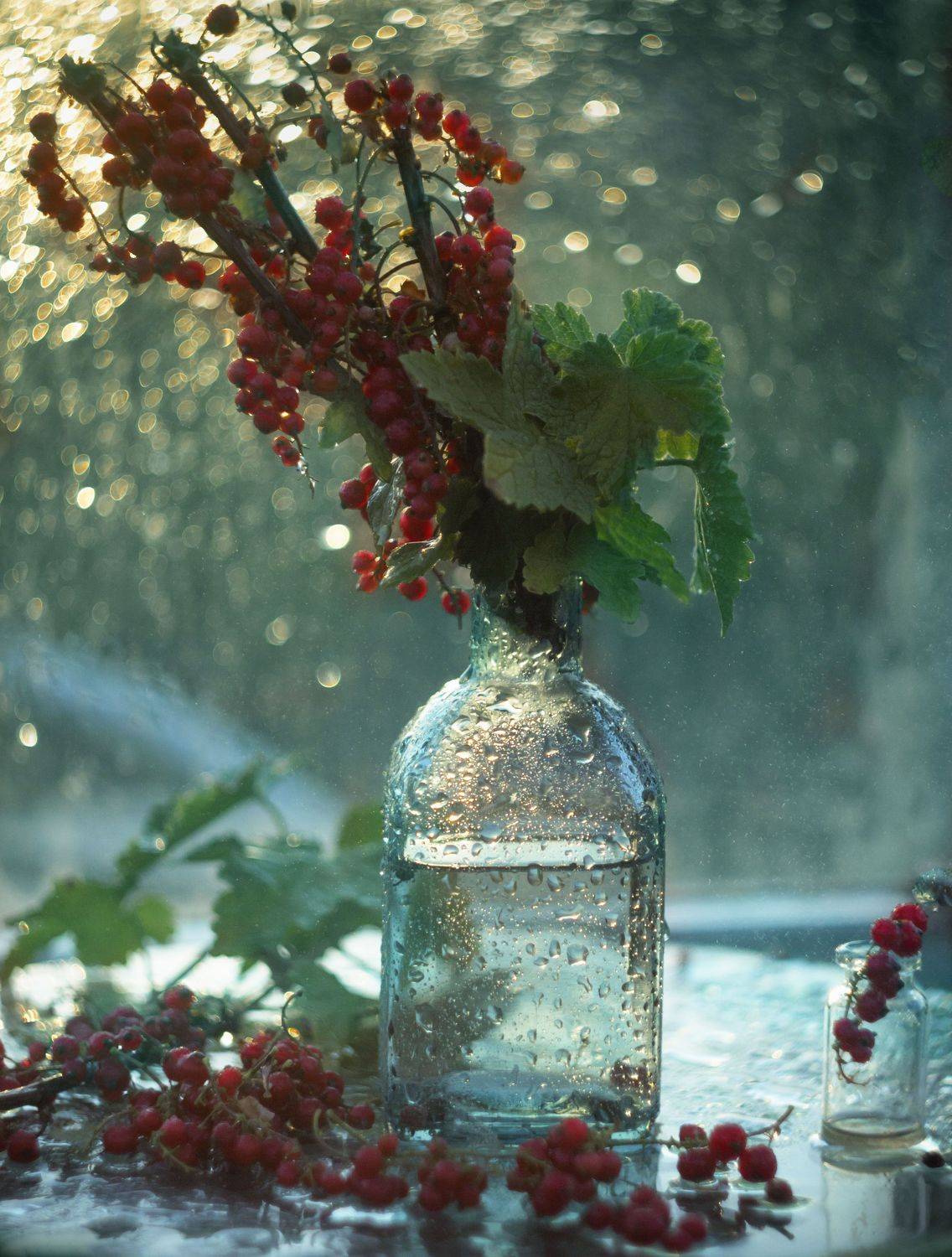 красная смородина, боке, натюрморт, Лионелла Зимина