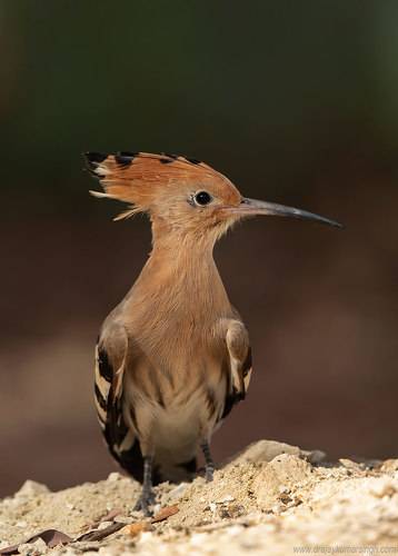 Hoopoe