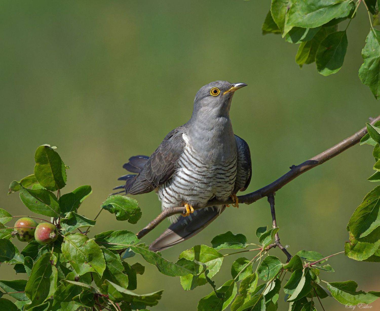 птицы кукушка, Олег Есиков