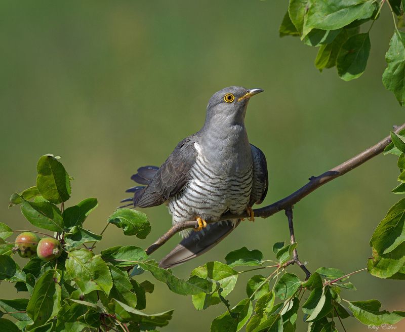 птицы кукушка Часовых дел птица фото превью