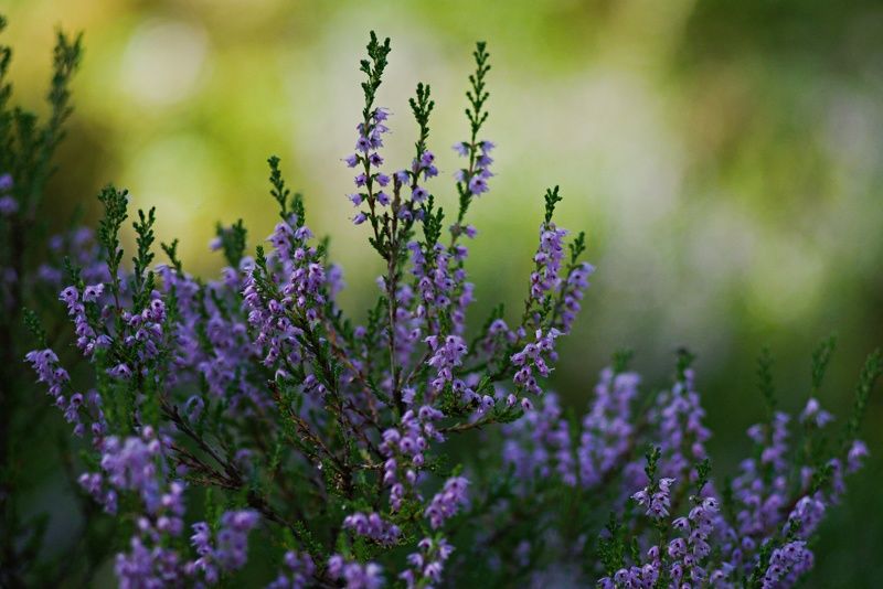 Вереск цветет фото превью