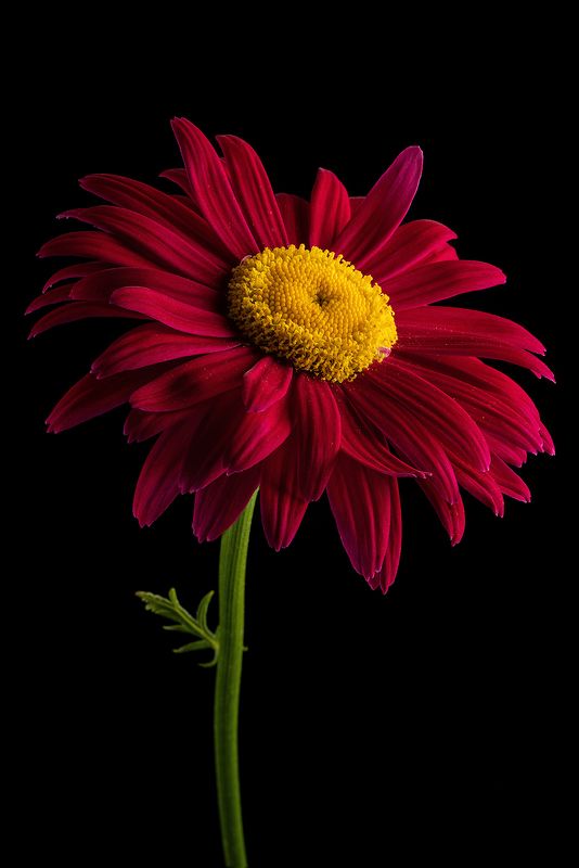 пиретрум, ромашка, цветы, цветок, лепестки, флора, растения, природа Ромашка фото превью