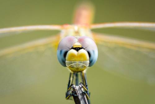 Стрекоза Сжатобрюх Фонколома (Sympetrum Fonscolombii)