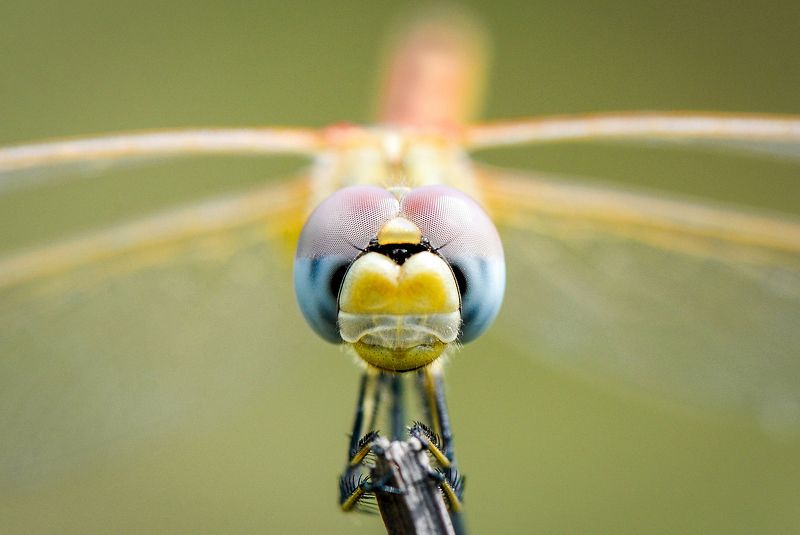 макро, весна, стрекоза, насекомые, луг, покой, мир, красота, макромир, созерцание, вчувствование Стрекоза Сжатобрюх Фонколома (Sympetrum Fonscolombii) фото превью