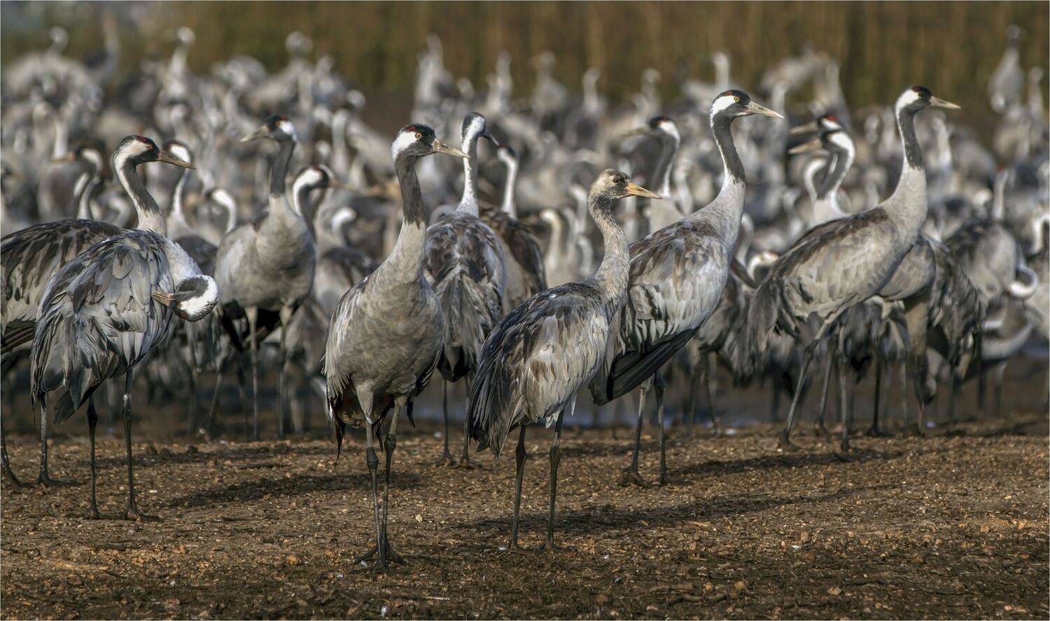 серый журавль,заповедник хула,израиль, Валентина Булкина