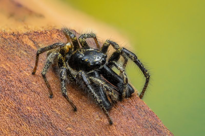 скакунчик, паук, макро, природа, spider, jumping Дедушка, а зачем тебе такие большие зубы? фото превью